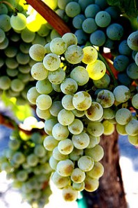 Semillon Wine Grapes