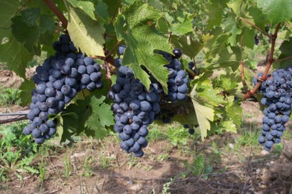 Carmenere Grape ‘Catastrophe’ turns into an opportunity