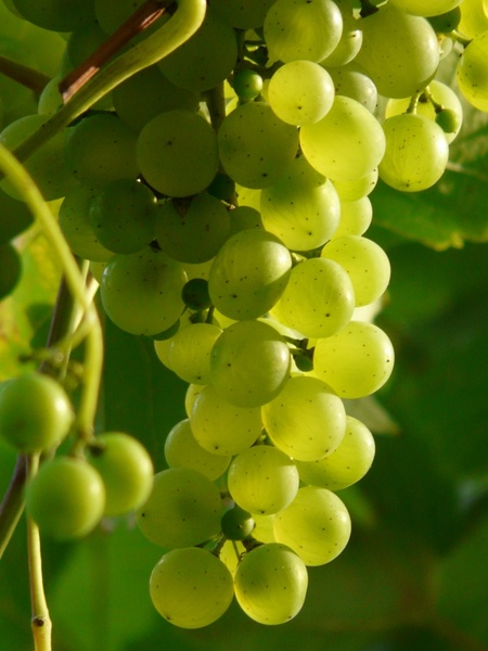 Viognier: A grape few vintners chose