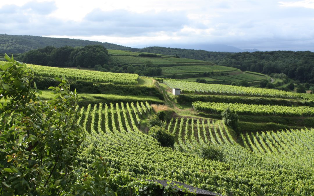Rielsing struggles and excels in Mosel Valley