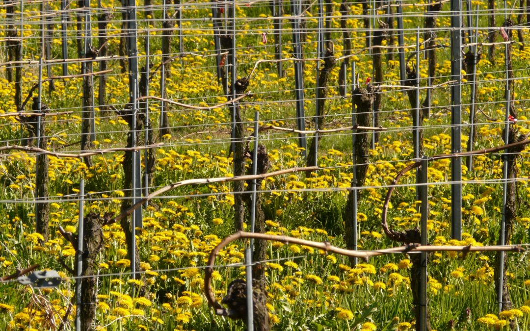 Barbera grape gets deserved attention