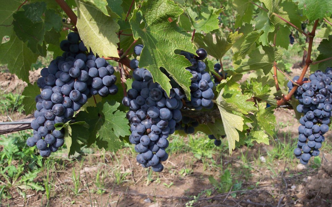Unexpected grapes flank familiar favorites in top 5