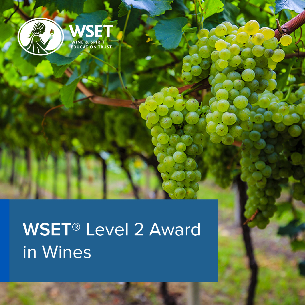 WSET Level 2 Award in Wine and Spirits